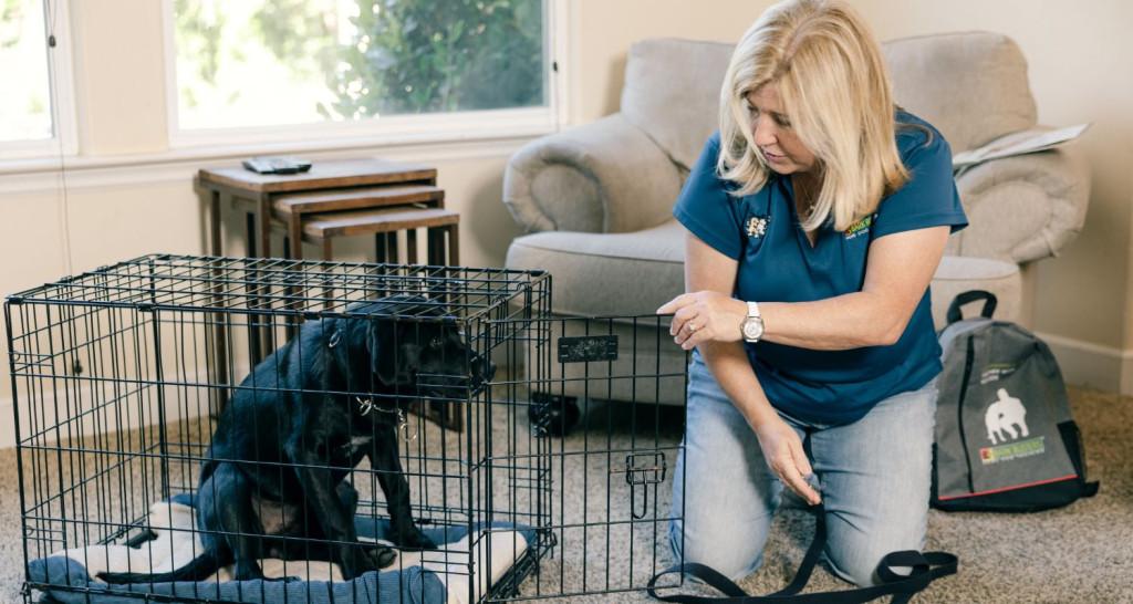 Owner patiently training anxious dog