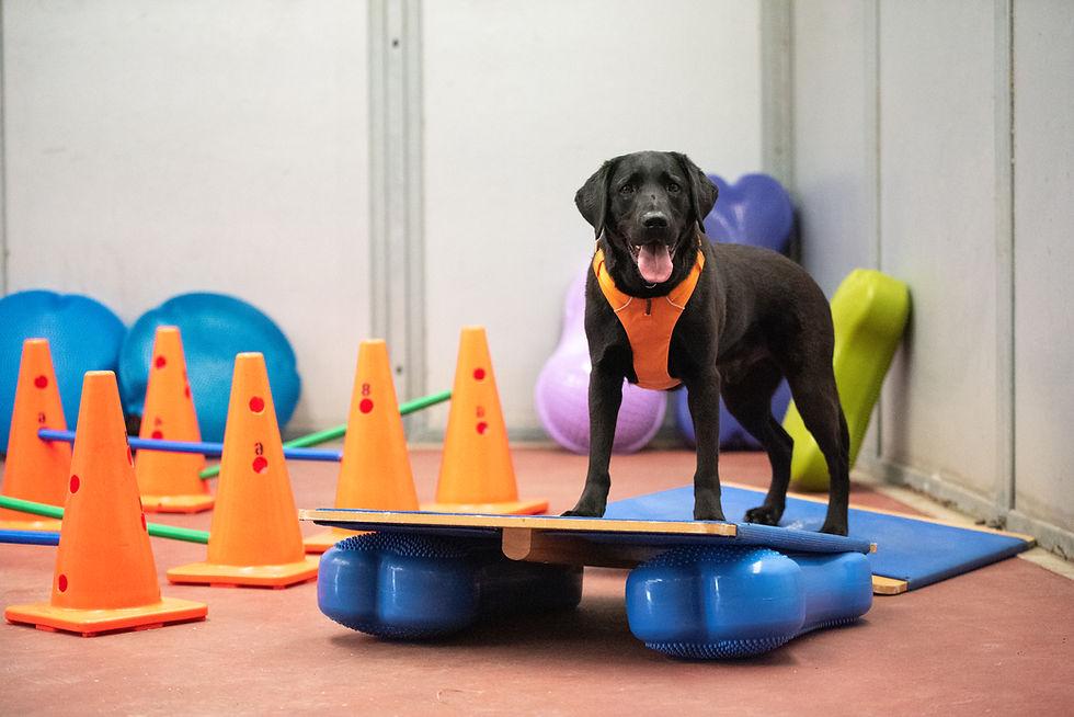 Dog doing balance training exercises