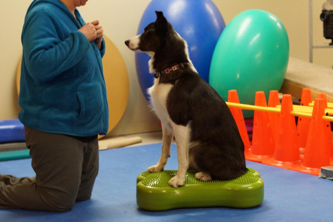 Dog doing balance exercise