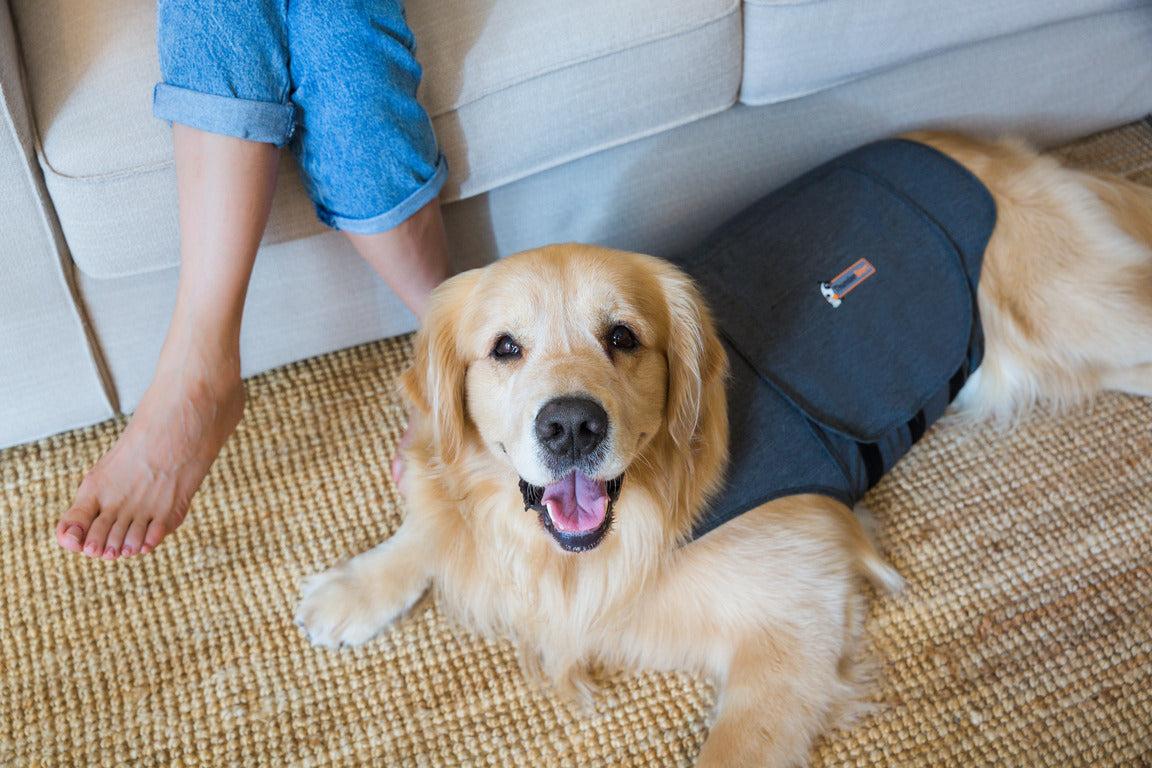 Calm dog wearing pressure vest at home