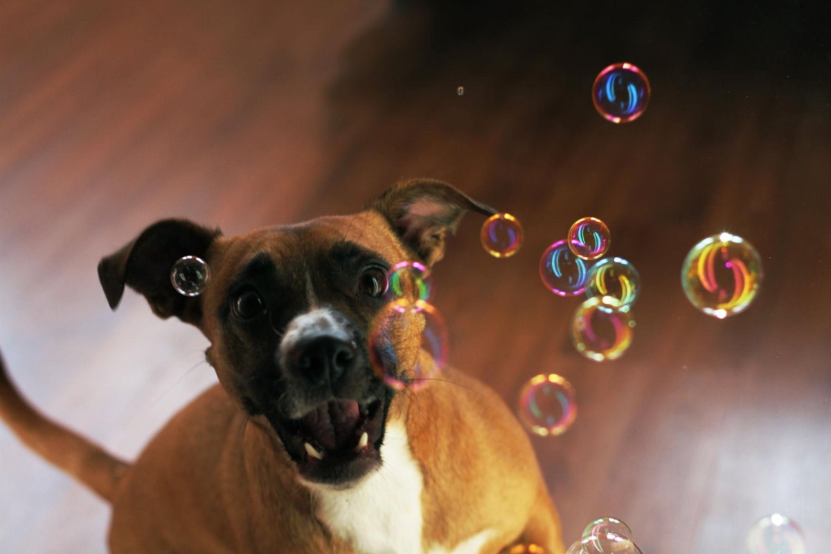 Dog chasing bubbles indoors