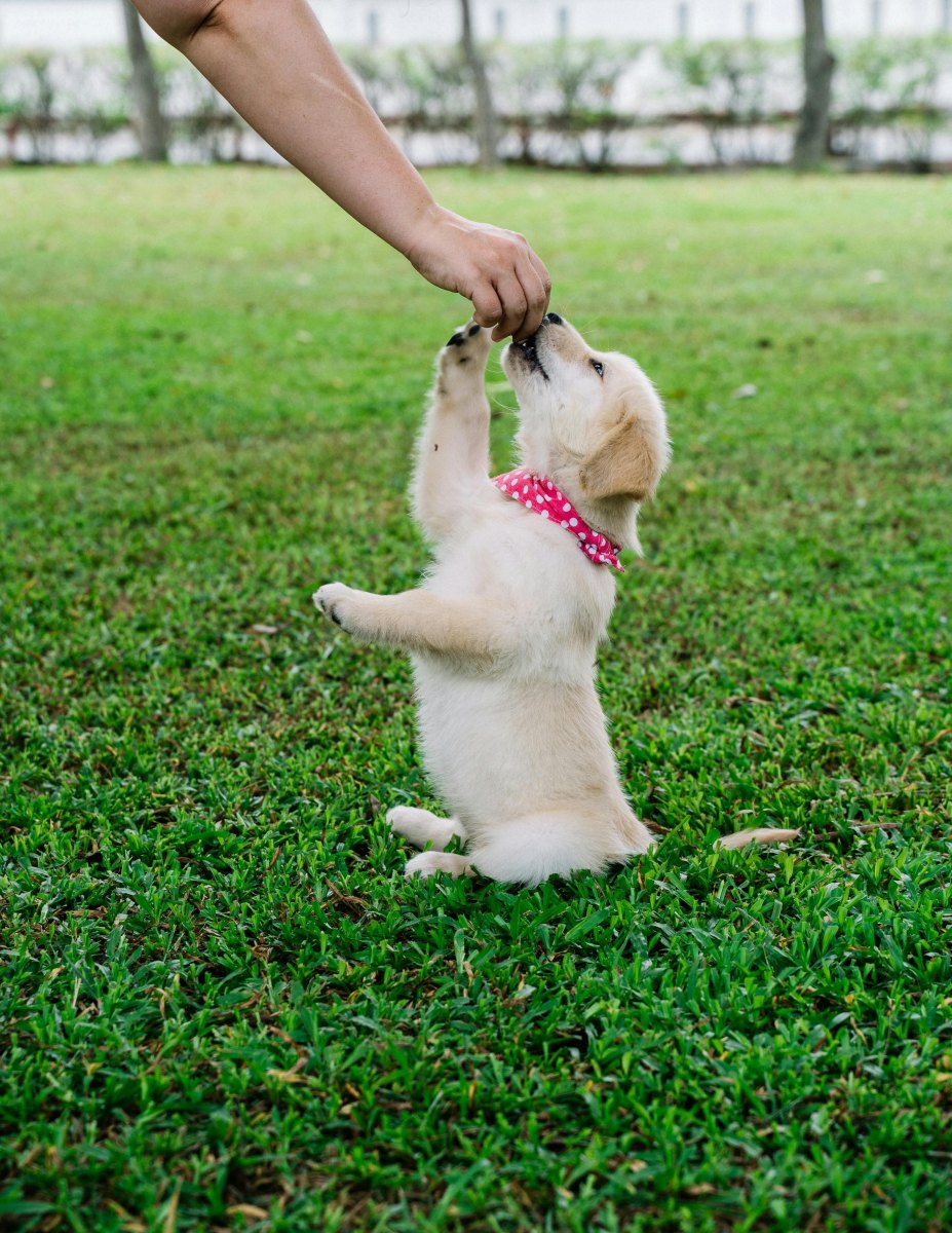 Puppy performing peekaboo trick