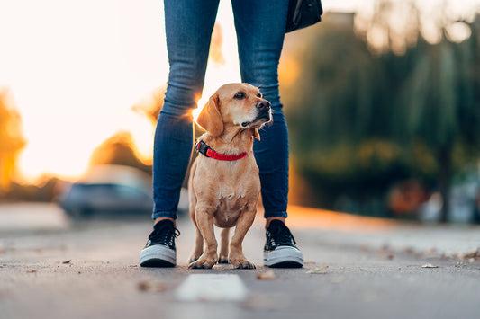 Confident puppy with owner