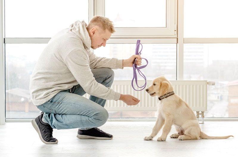 Puppy practicing obedience daily