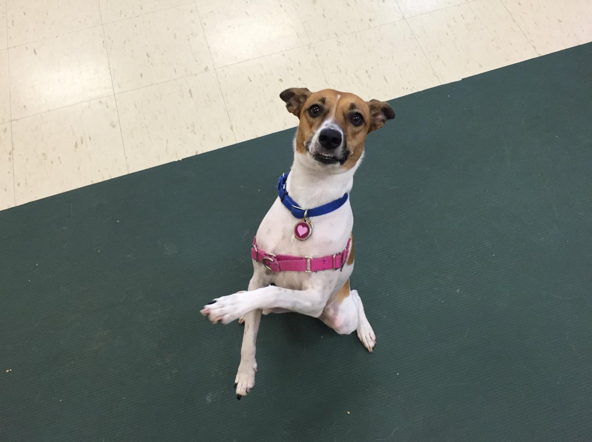Dog holding sit pretty pose