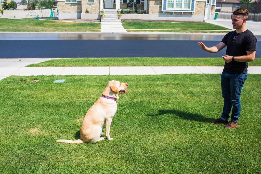 Puppy practicing sit stay greeting