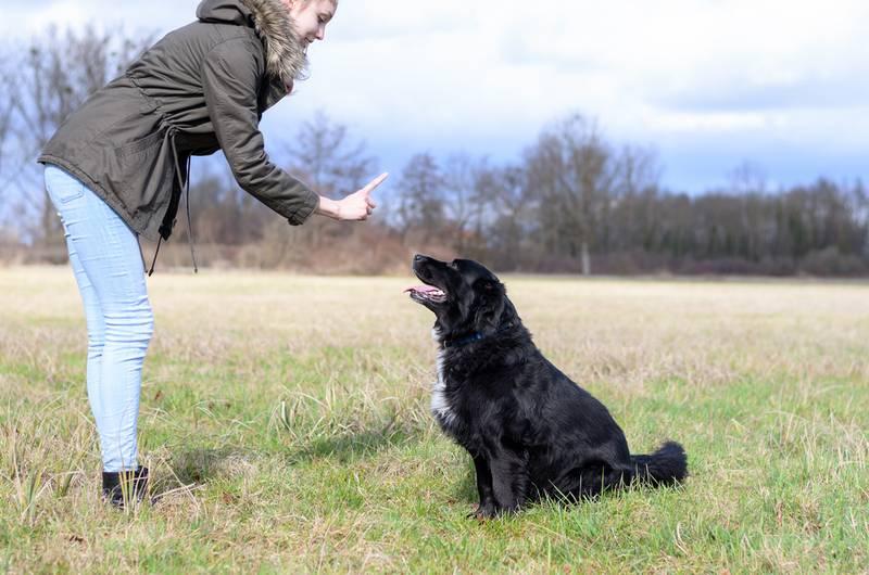 Dog learning alternative calm behavior