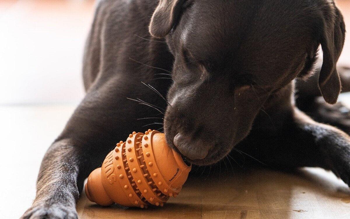 Dog calmly chewing enrichment toy