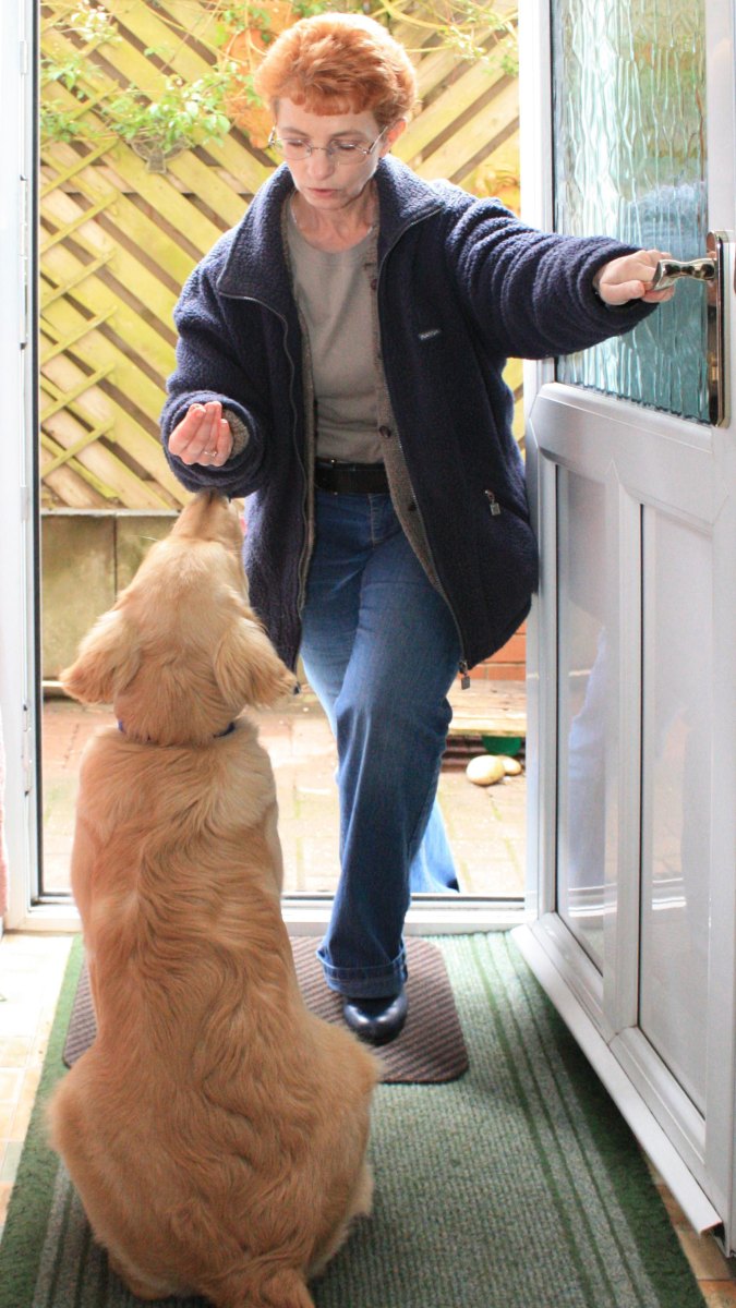Puppy calmly greeting visitor training