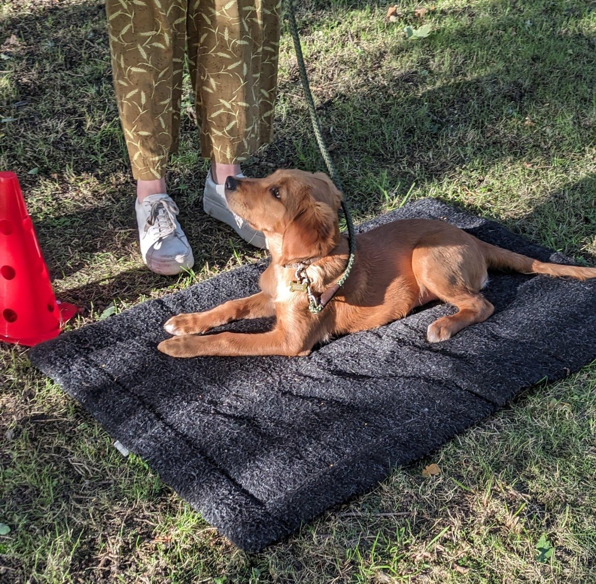 Puppy relaxing on mat during training