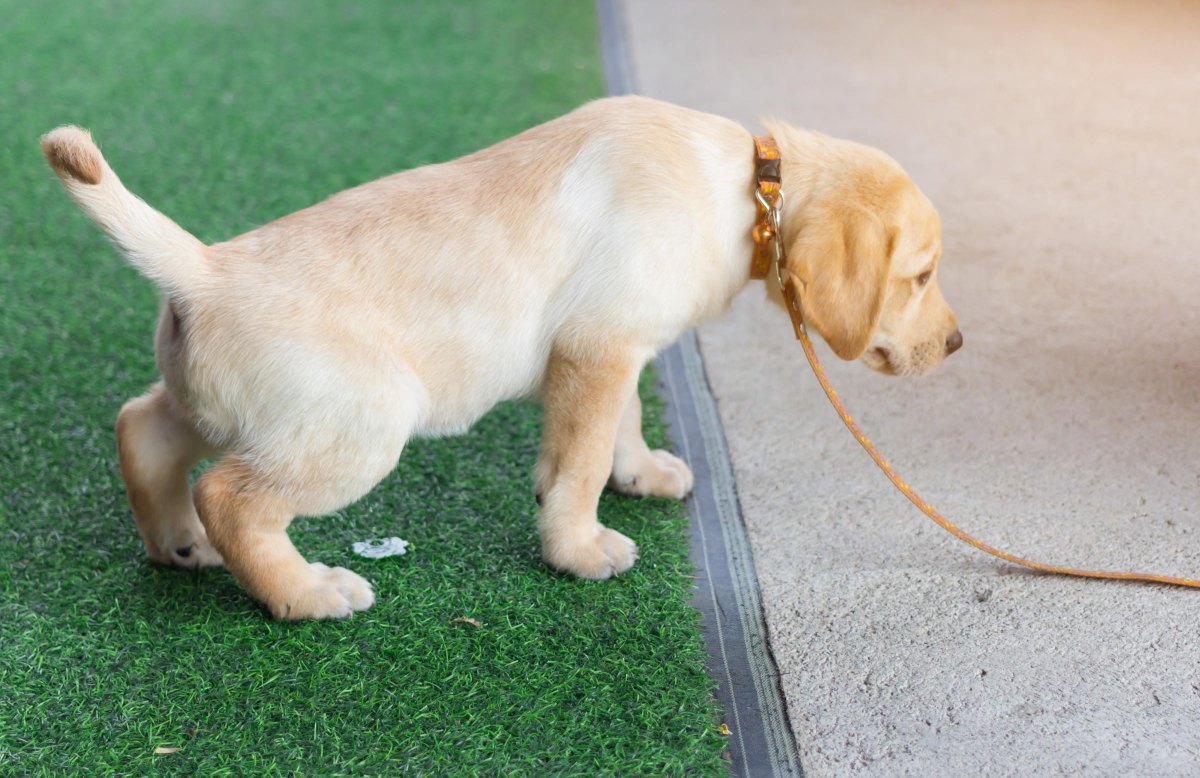 Puppy using outdoor potty spot