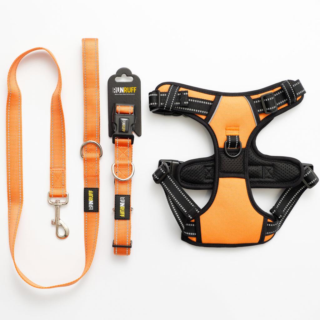 Dog wearing leash and harness