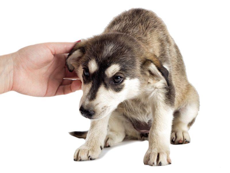 Puppy reacting to stressful situation