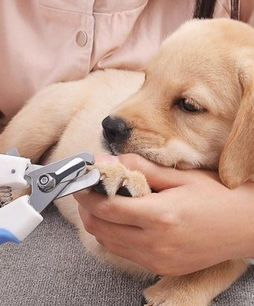 Puppy reacting to grooming tools