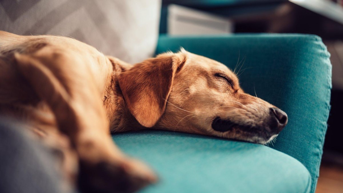 Relaxed dog resting at home