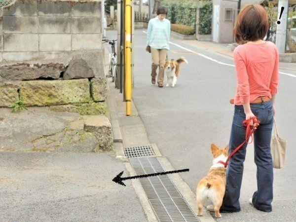 Dogs passing with safe distance