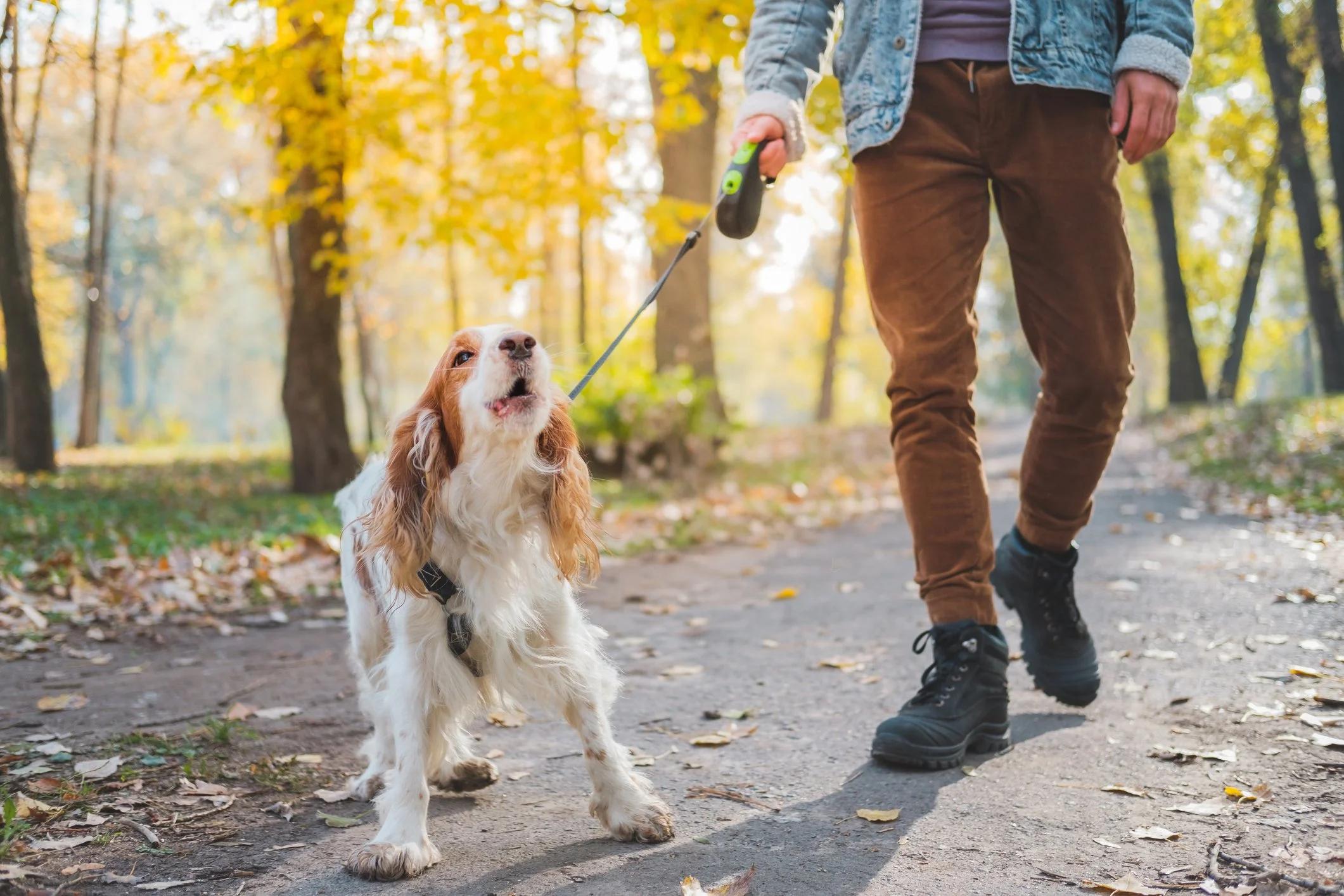 Owner creating distance with dog
