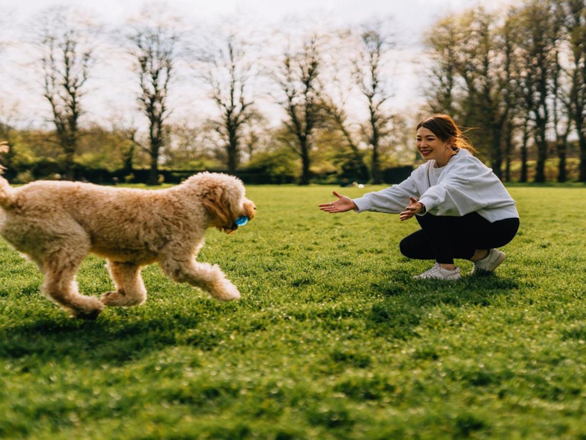 Puppy practicing recall with owner