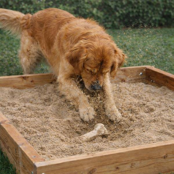 Dog digging in enrichment box