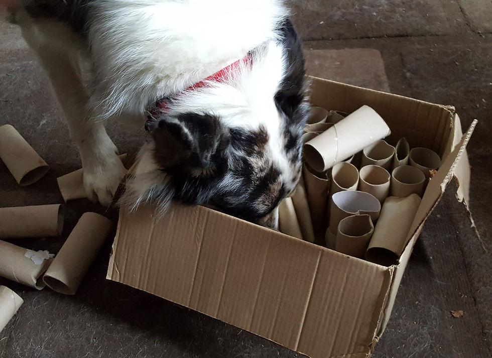 Dog exploring cardboard enrichment box