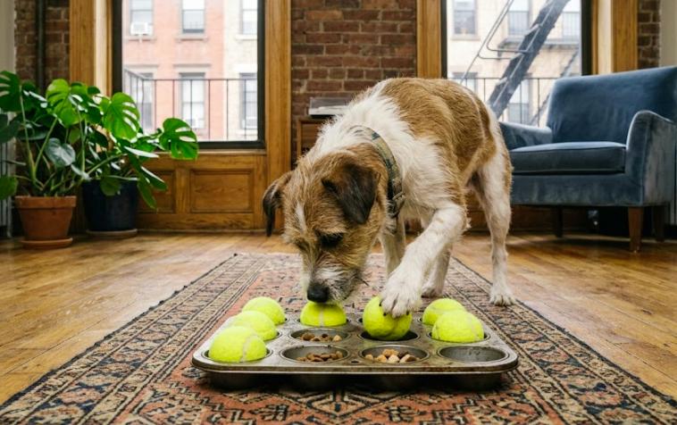 DIY dog food puzzle activity