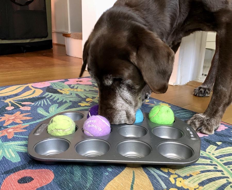 Dog muffin tin puzzle game