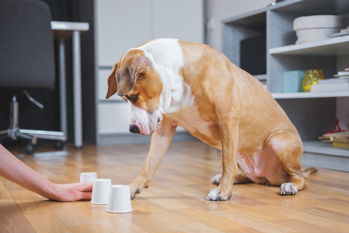 Dog treasure hunt indoors