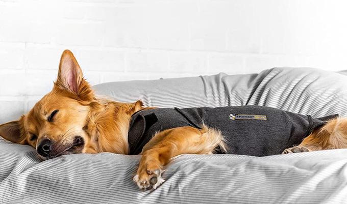 Dog relaxing alone wearing anxiety vest