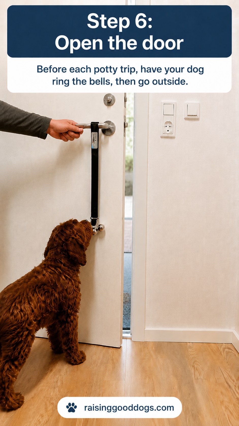 Door opening for a potty trip right after the dog rings bells in dog door bell training
