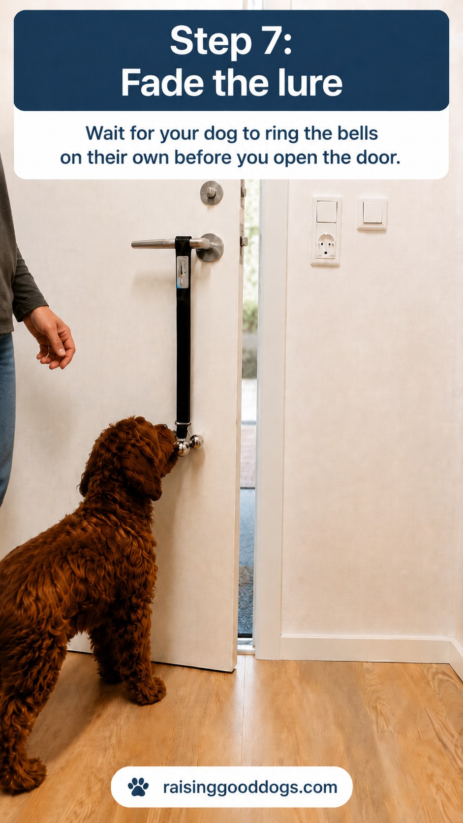Dog reaching for the bells unassisted while the lure is faded in dog door bell training