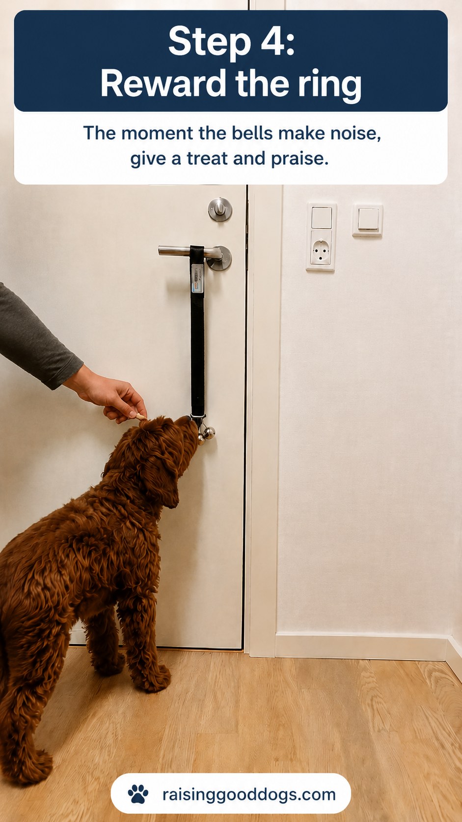 Dog receiving a treat right after the bells ring during dog door bell training