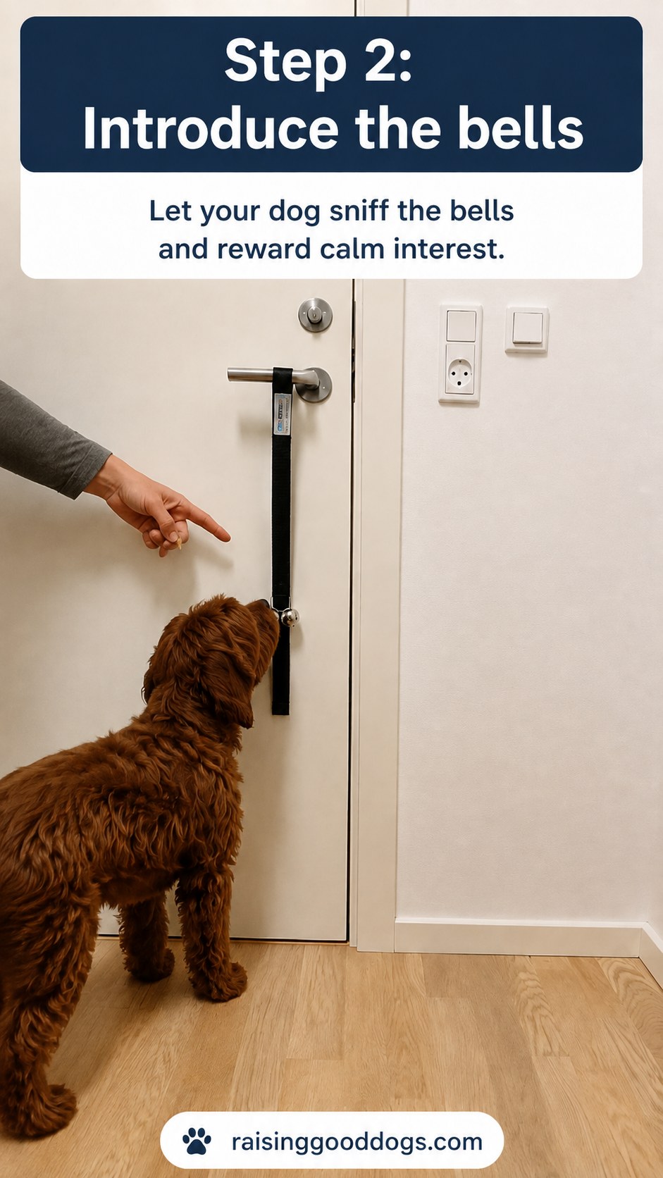 Curly-coated dog sniffing potty bells during the early stage of dog door bell training