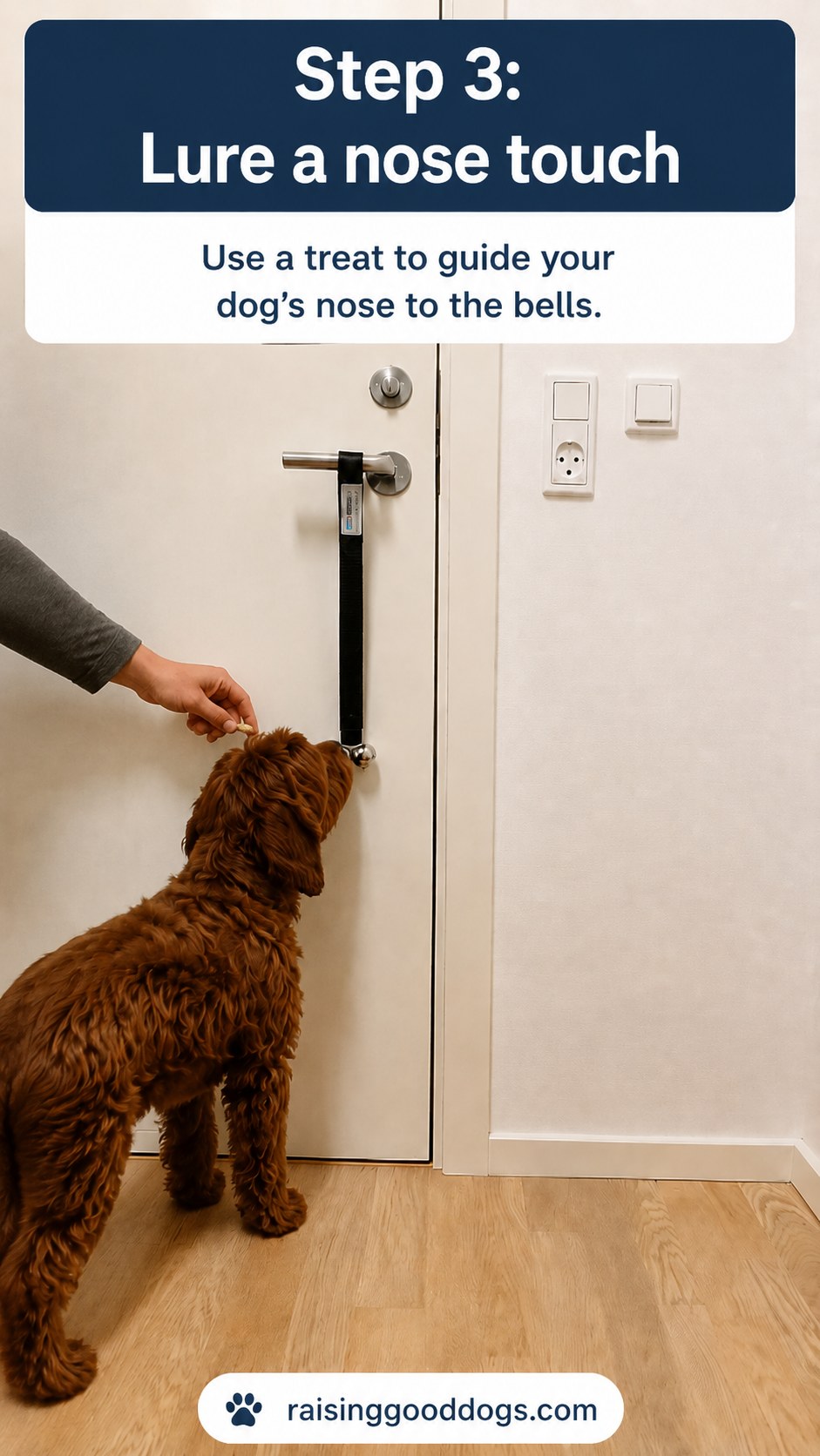 Treat luring a dog's nose toward hanging bells as part of dog door bell training