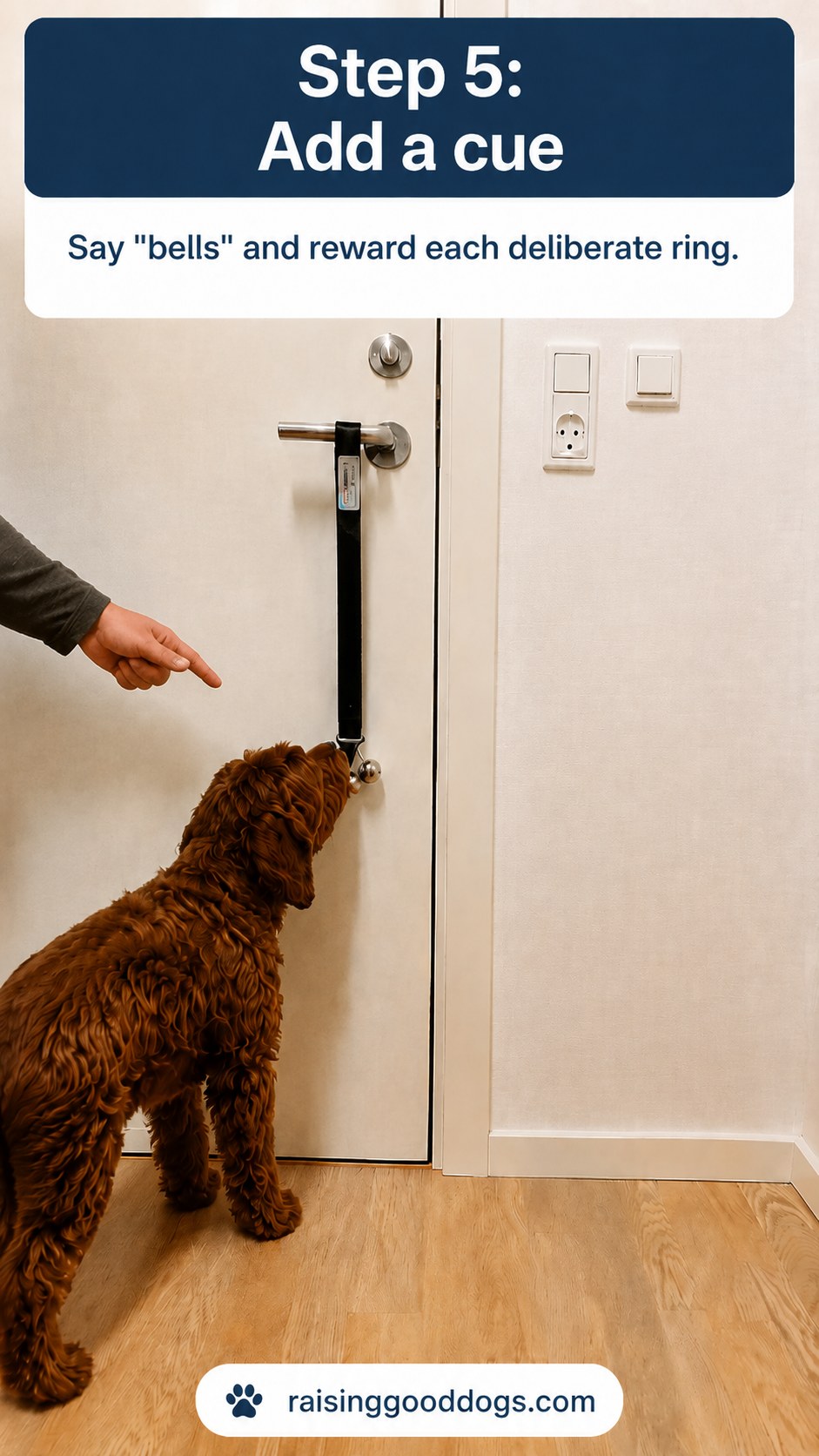Trainer pointing at bells while saying the cue word during dog door bell training