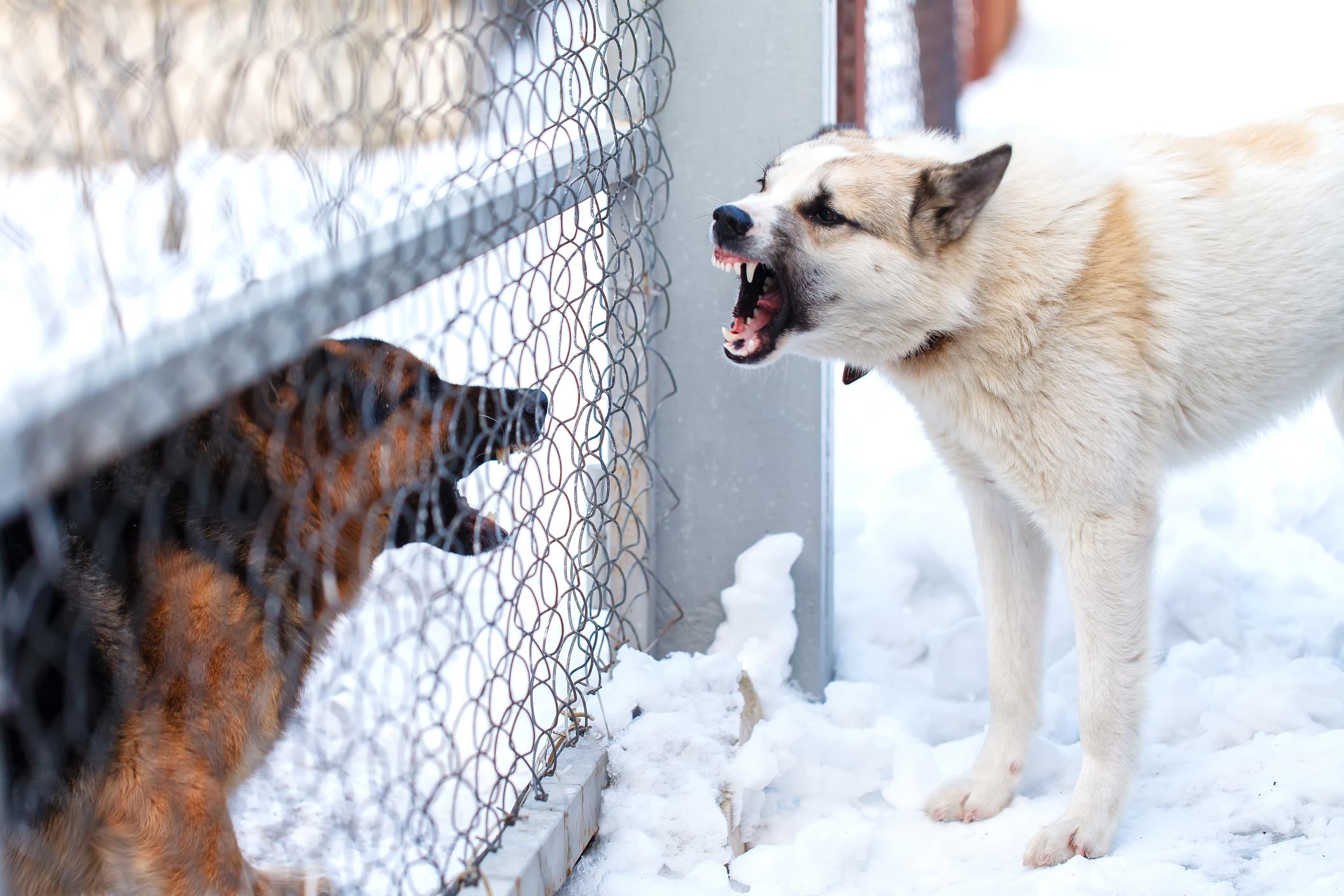 Dog barking at animal through fence