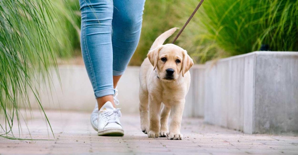 Puppy learning leash walking