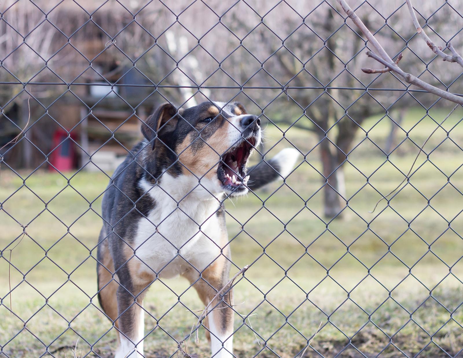 Anxious dog barking near fence