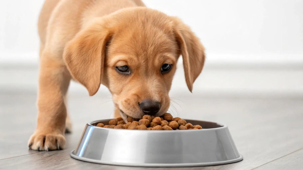 Puppy eating breakfast from bowl