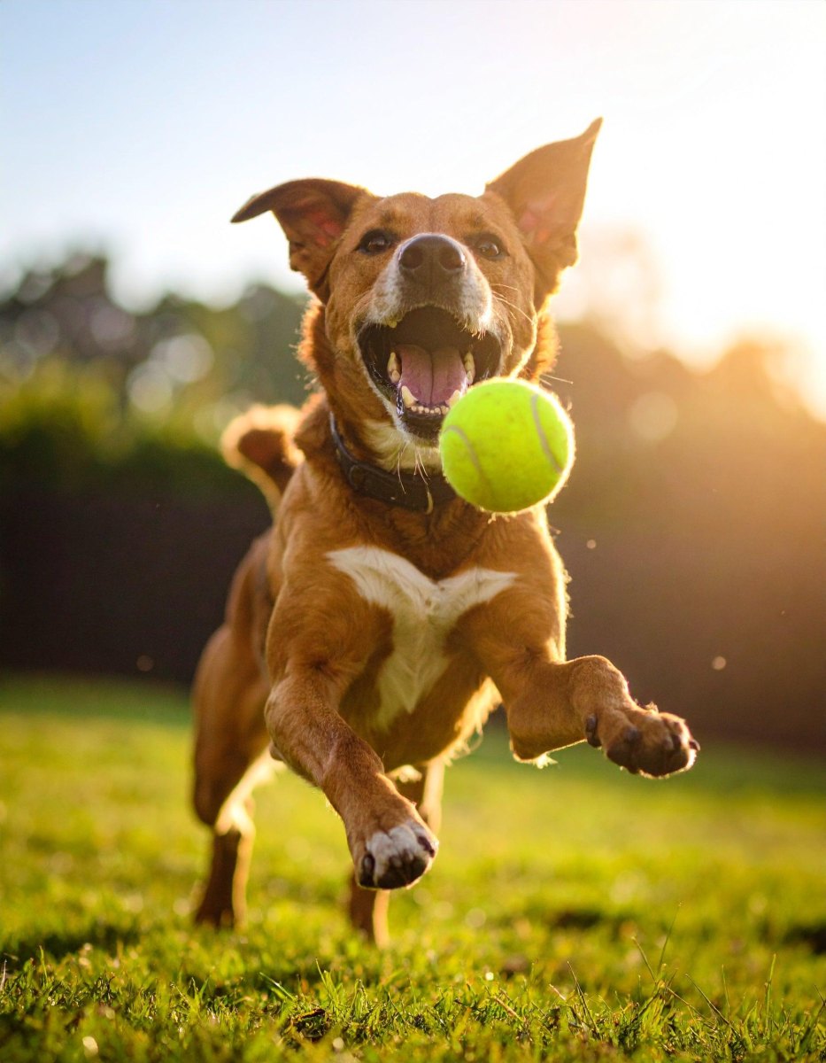 Dog playing fetch outdoors