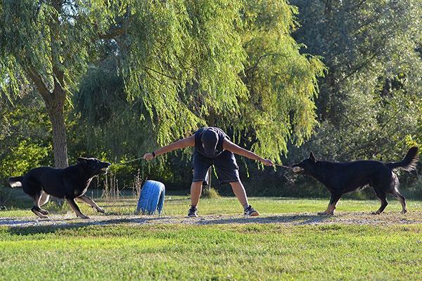 Trainer measuring dog comfort distance
