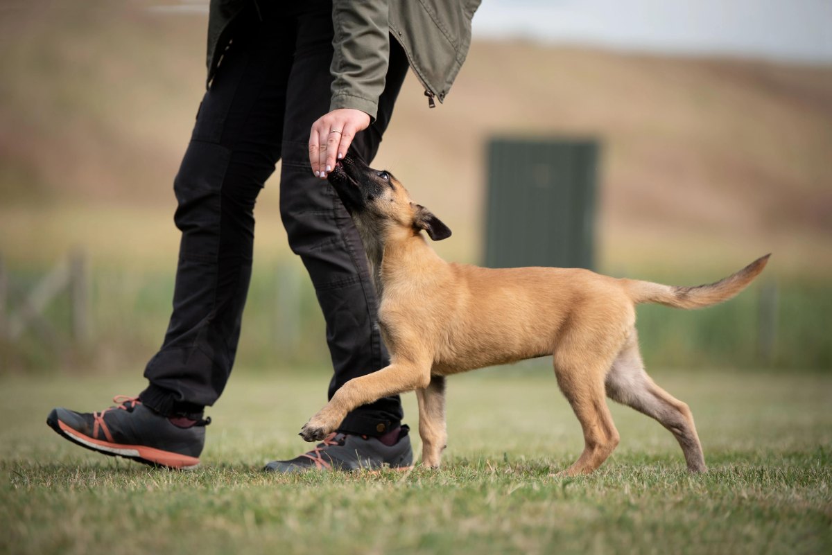 Puppy following owner during training