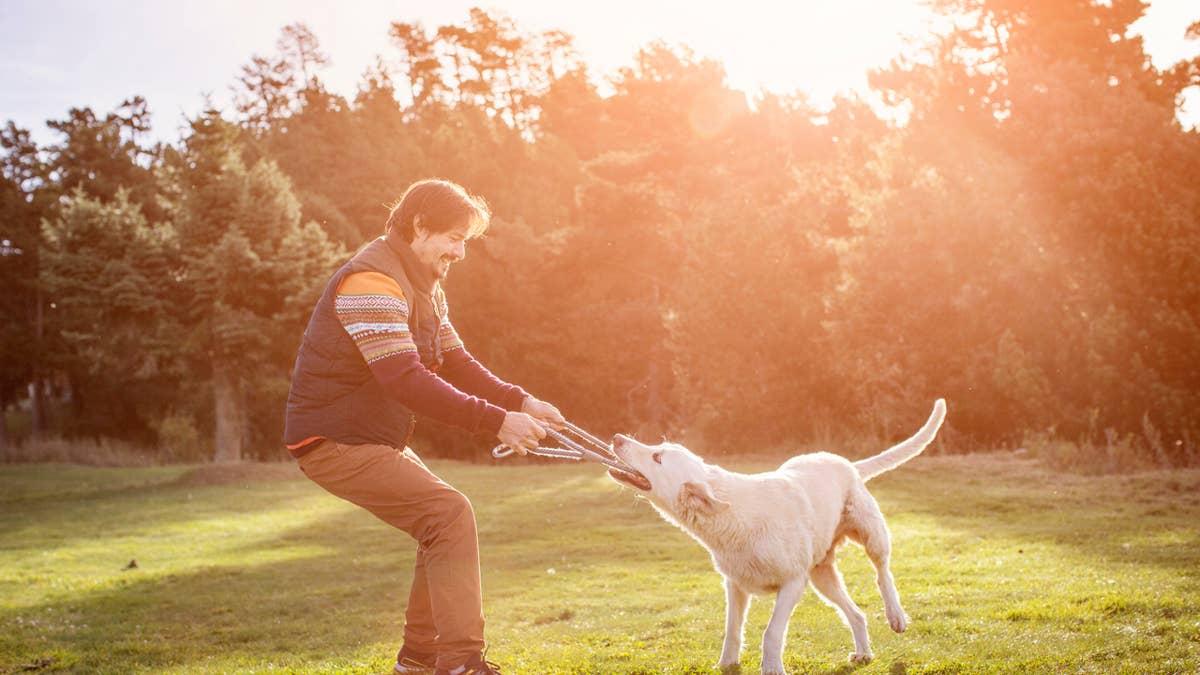 Dog playing with owner for mental stimulation