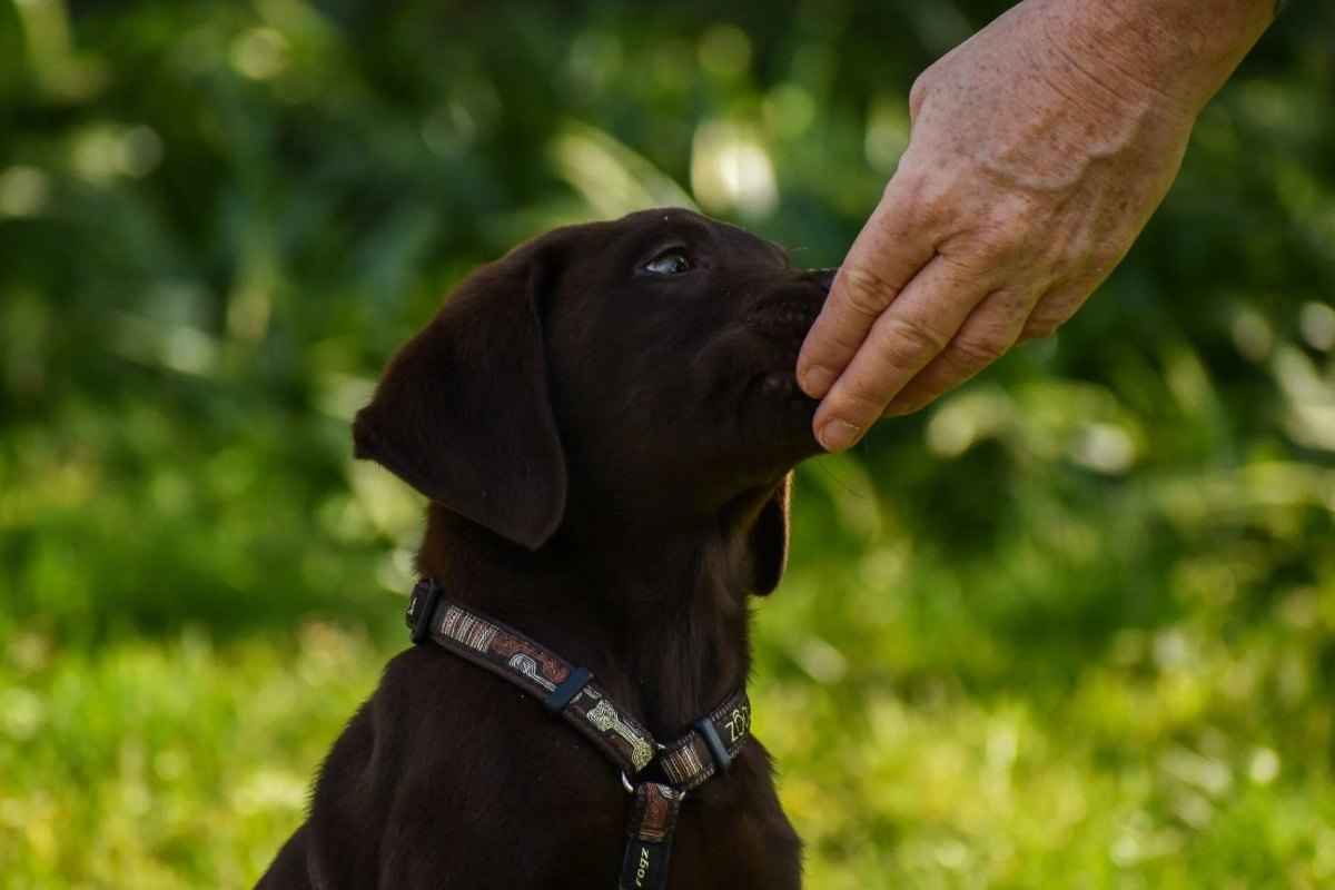 Puppy touching trainer hand target