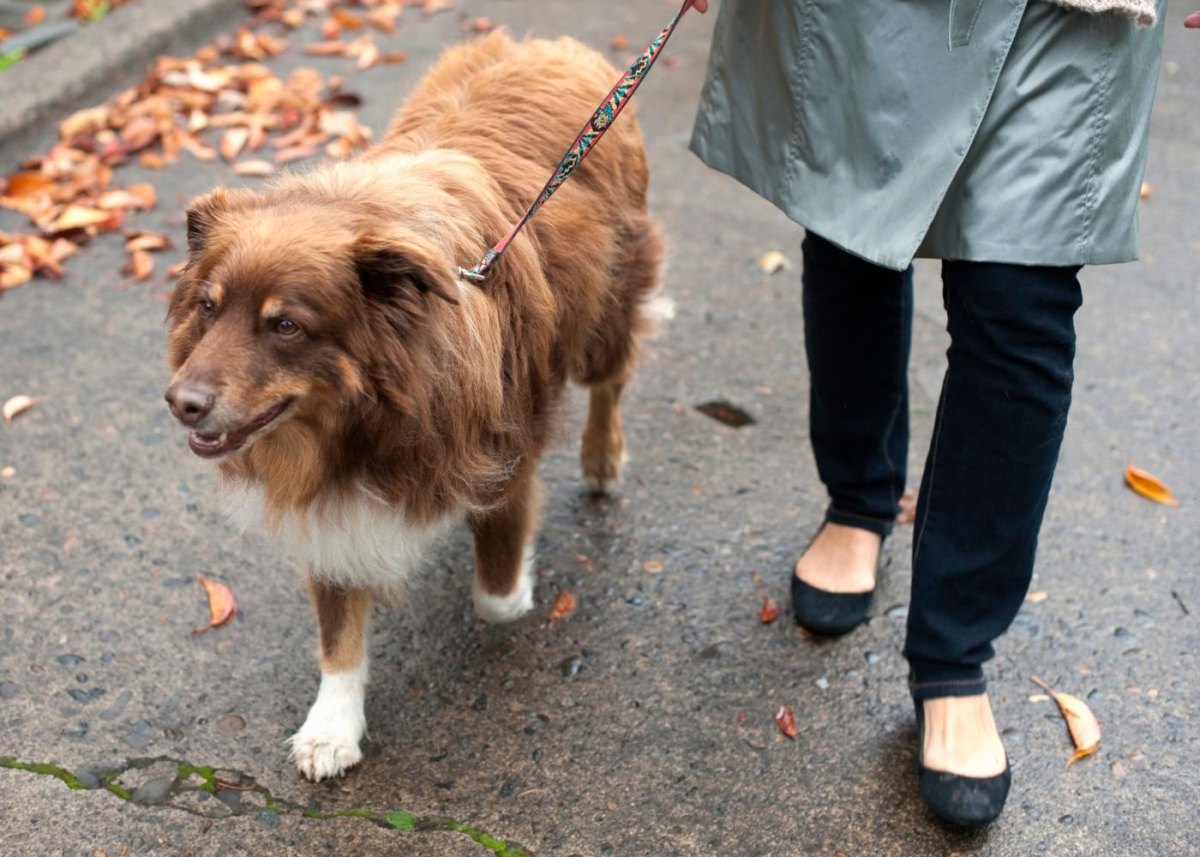 Dog walking calmly near distractions