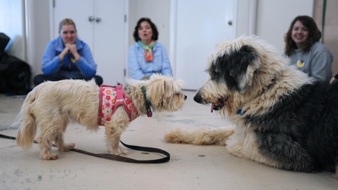 Dogs meeting calmly with supervision