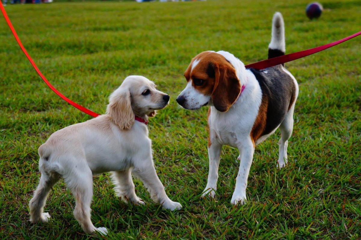 Puppy calmly meeting another dog