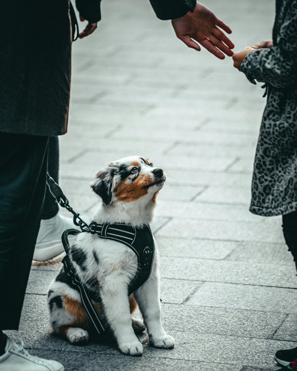 Puppy calmly meeting people