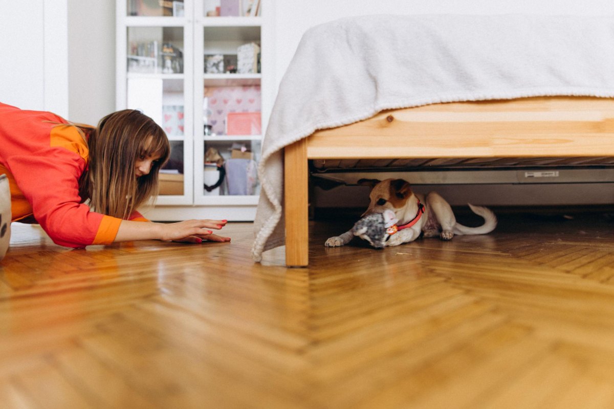 Puppy playing hide and seek indoors