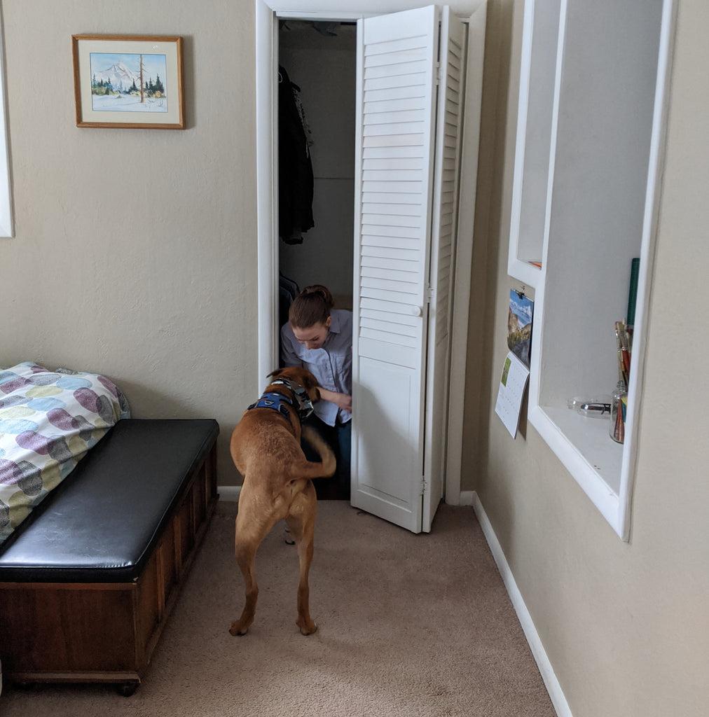 Dog playing hide and seek indoors