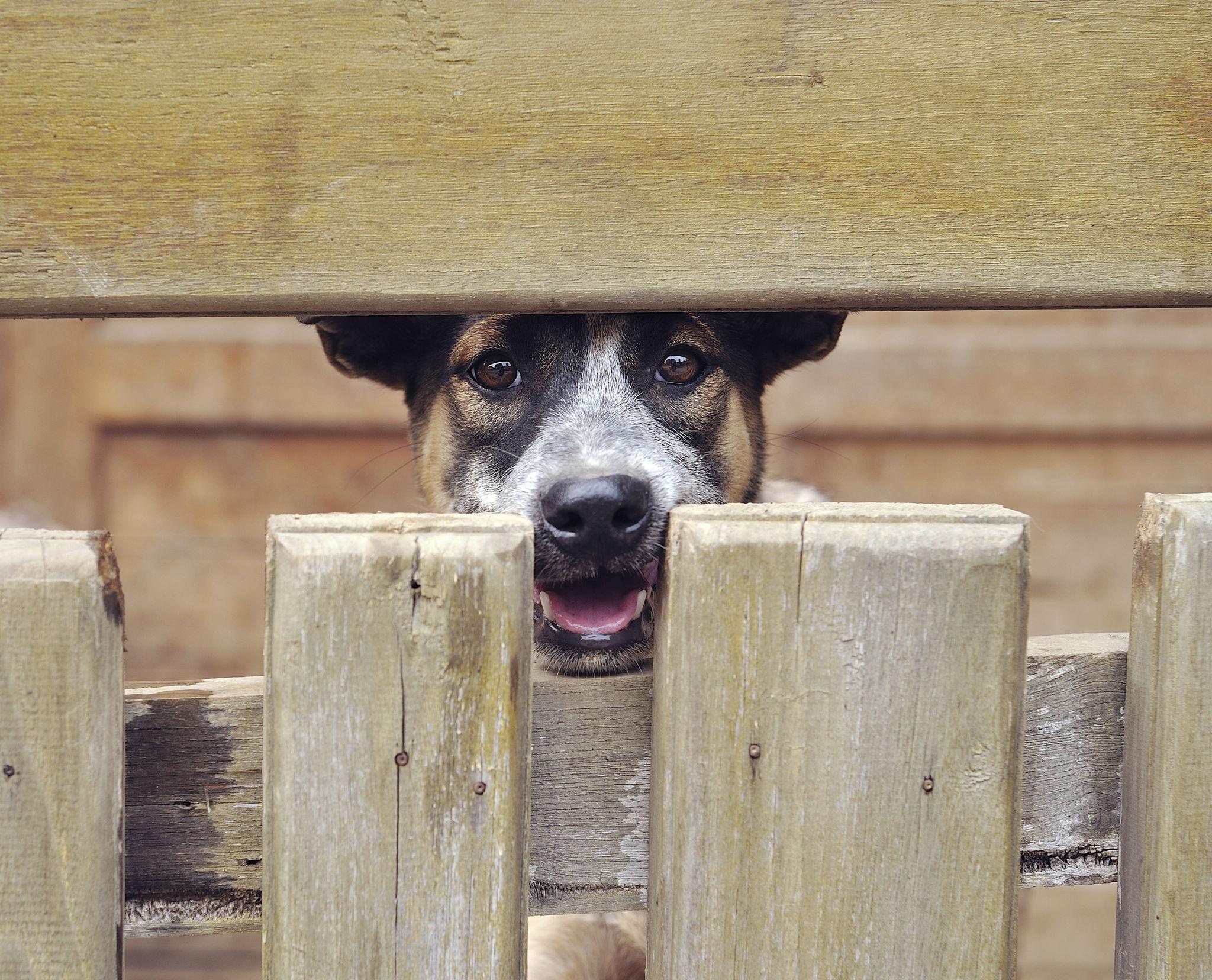 Fence design around barking dog